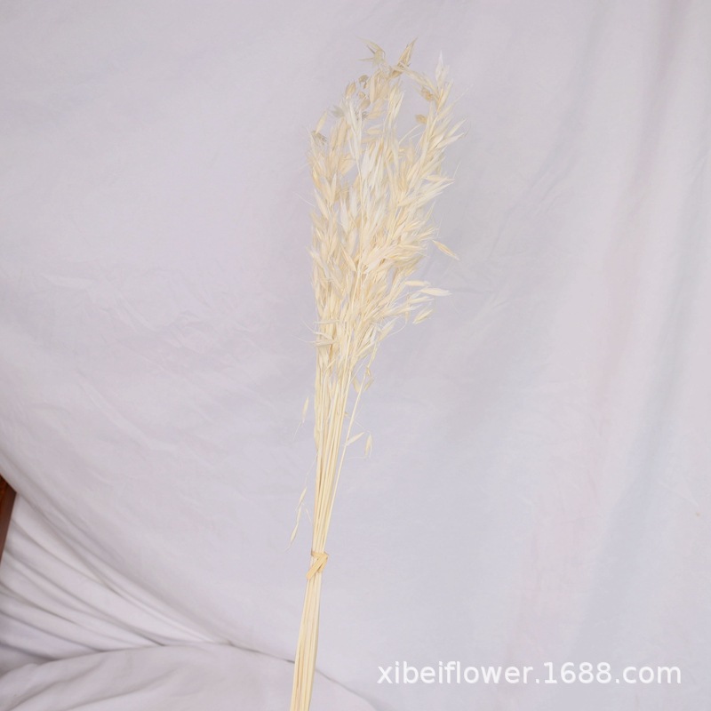 Yunnan Dried Flower Wheat Rabbit Tail Grass Happy Flower Gem Grass Small Bitter Hemp Bouquet Cross-Border Wholesale Yunnan Dried Flower Wheat Rabbit Tail Grass Happy Flower Gem Grass Small Bitter Hemp Bouquet Cross-Border Wholesale