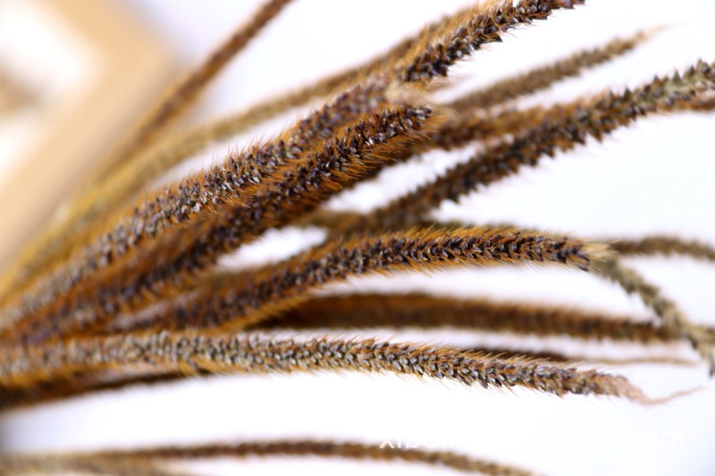 Yunnan Dried Flower Wheat Rabbit Tail Grass Happy Flower Gem Grass Small Bitter Hemp Bouquet Cross-Border Wholesale Yunnan Dried Flower Wheat Rabbit Tail Grass Happy Flower Gem Grass Small Bitter Hemp Bouquet Cross-Border Wholesale