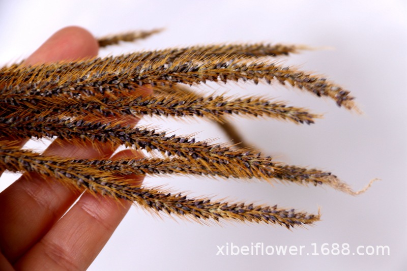 Yunnan Dried Flower Wheat Rabbit Tail Grass Happy Flower Gem Grass Small Bitter Hemp Bouquet Cross-Border Wholesale Yunnan Dried Flower Wheat Rabbit Tail Grass Happy Flower Gem Grass Small Bitter Hemp Bouquet Cross-Border Wholesale