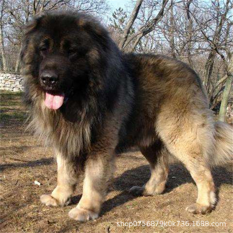 Caucasus Puppy Live Purebred Giant Bear Version Russian Large Guard Dog Large Skeleton Vaccine Package Health