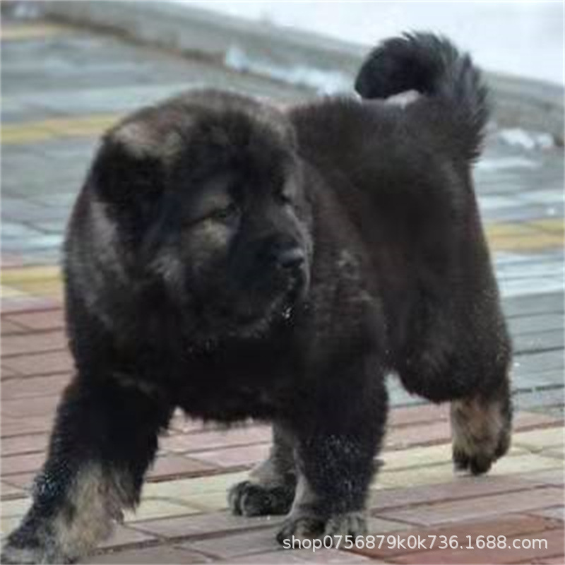 Caucasus Puppy Live Purebred Giant Bear Version Russian Large Guard Dog Large Skeleton Vaccine Package Health