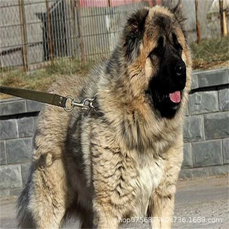 Caucasus Puppy Live Purebred Giant Bear Version Russian Large Guard Dog Large Skeleton Vaccine Package Health