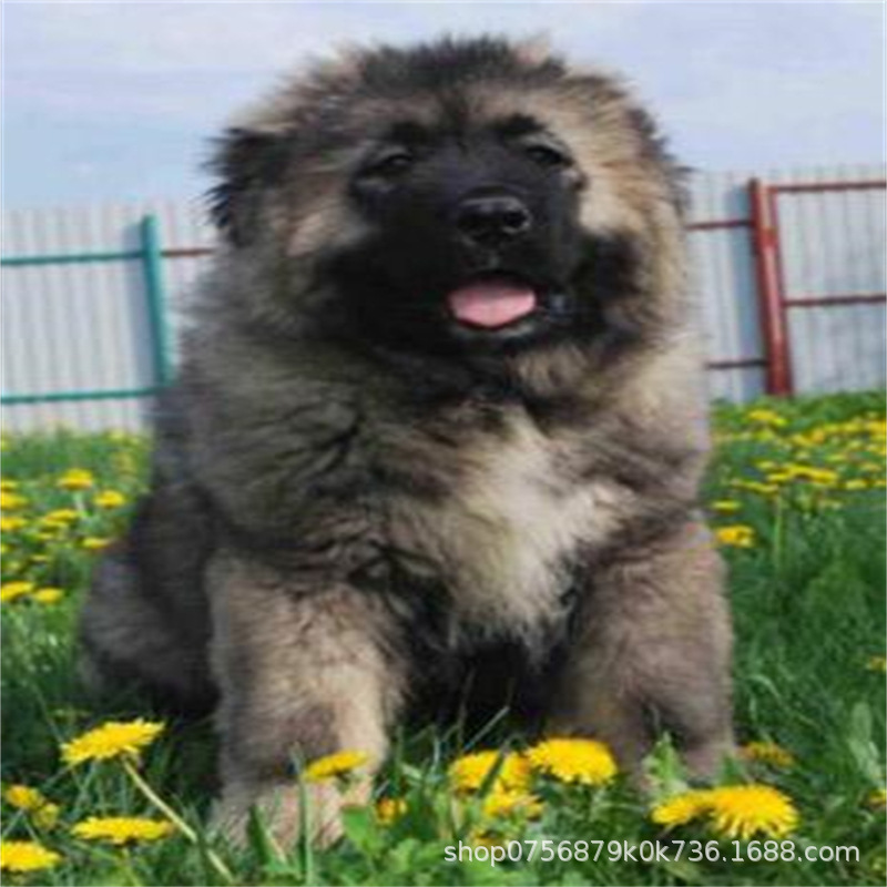 Caucasus Puppy Live Purebred Giant Bear Version Russian Large Guard Dog Large Skeleton Vaccine Package Health