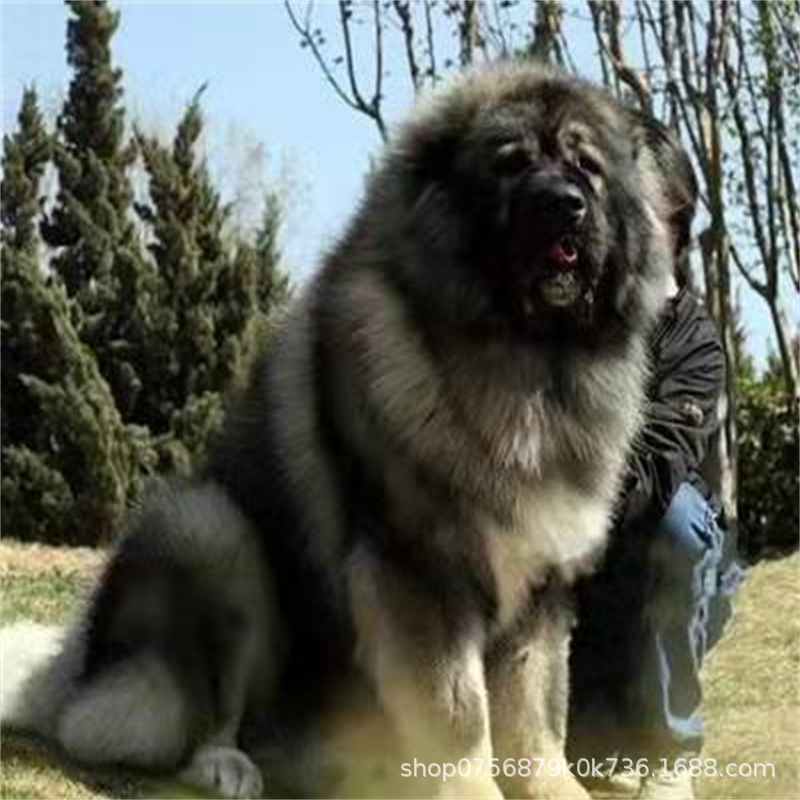 Caucasus Puppy Live Purebred Giant Bear Version Russian Large Guard Dog Large Skeleton Vaccine Package Health