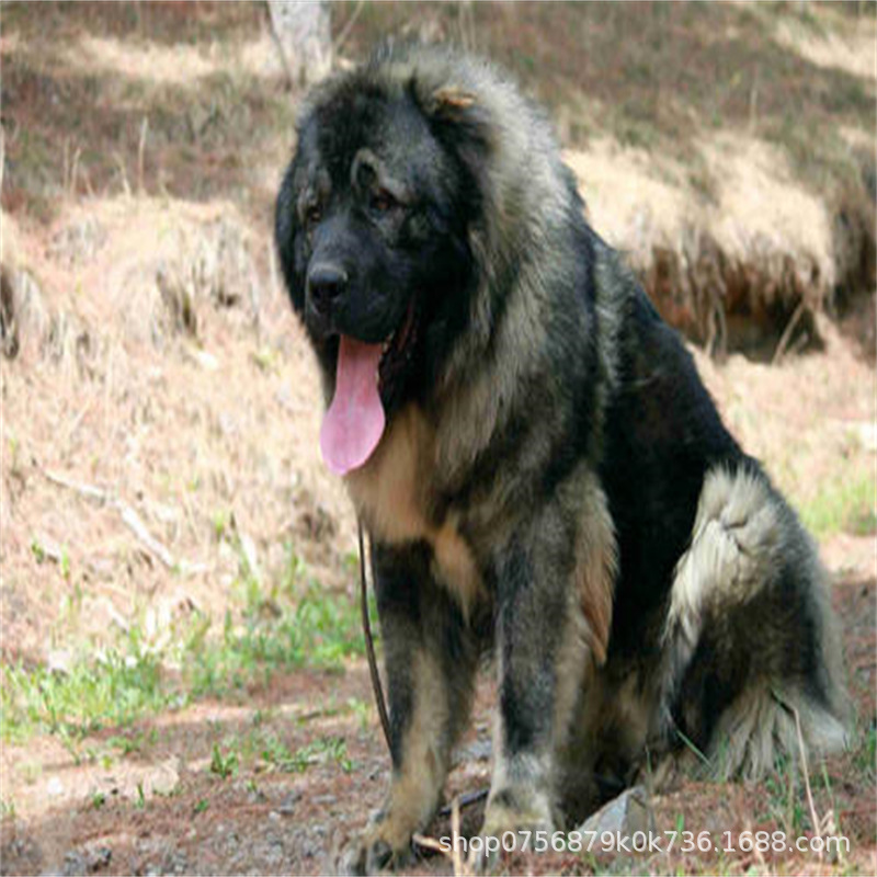 Caucasus Puppy Live Purebred Giant Bear Version Russian Large Guard Dog Large Skeleton Vaccine Package Health