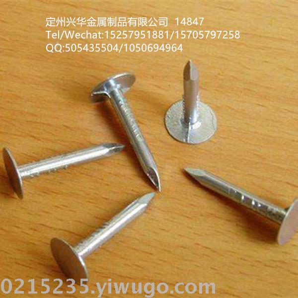 Linoleum nail head nail flat cap nail iron nail, Large head nail