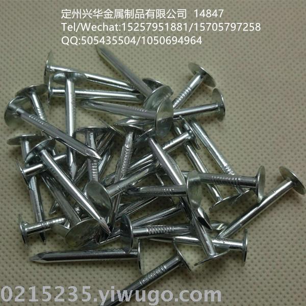 Linoleum nail head nail flat cap nail iron nail, Large head nail