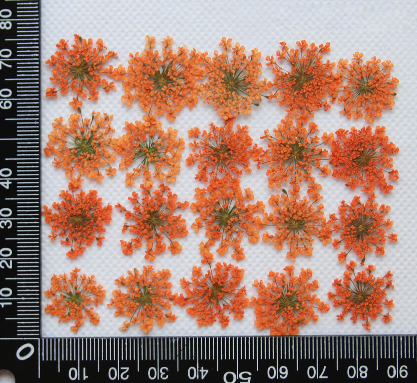 Lace Flower Embossed Dried Flower Epoxy Manicure Fittings Snow Flower Beads 1-2cm 2000 Flowers/Bag