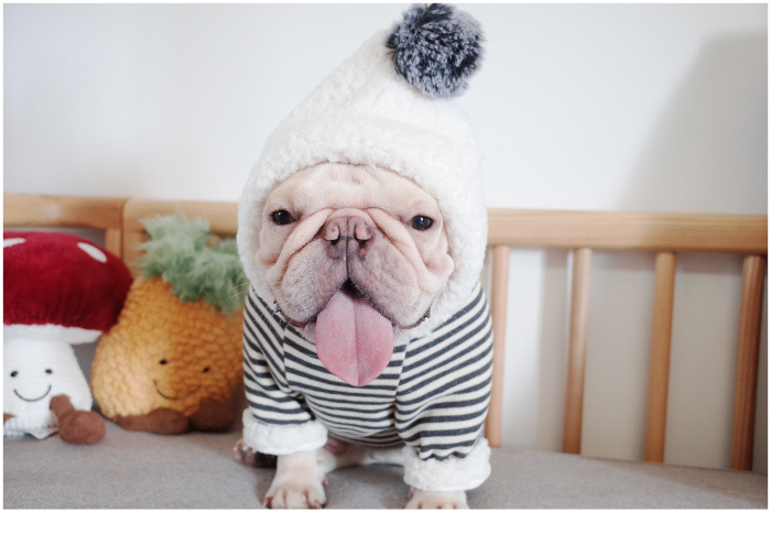 New Pet Clothes Dog Fall and Winter Clothes Pure Cotton Knitted Fleece Hooded Sweater French Bulldog Clothes Chenarui