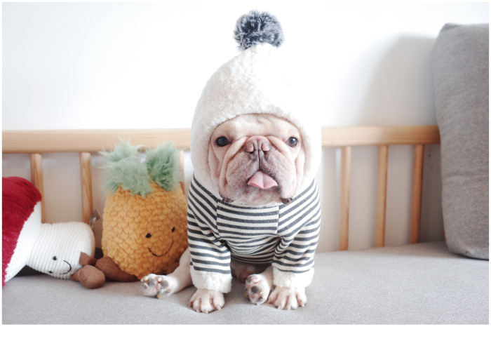 New Pet Clothes Dog Fall and Winter Clothes Pure Cotton Knitted Fleece Hooded Sweater French Bulldog Clothes Chenarui