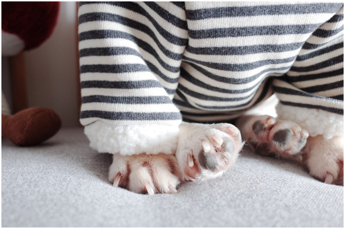 New Pet Clothes Dog Fall and Winter Clothes Pure Cotton Knitted Fleece Hooded Sweater French Bulldog Clothes Chenarui