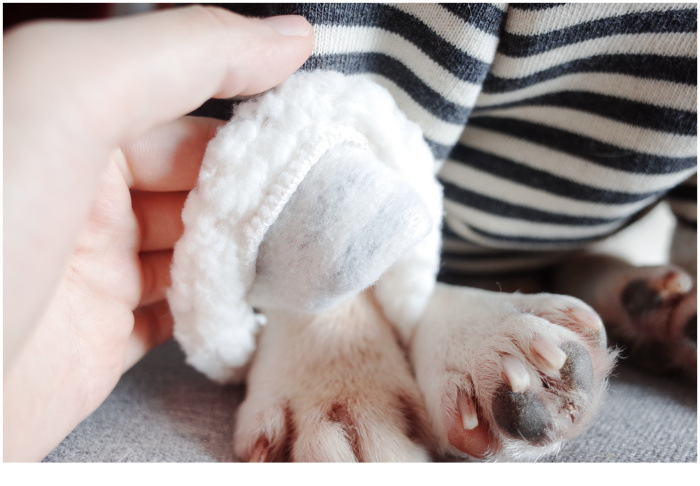 New Pet Clothes Dog Fall and Winter Clothes Pure Cotton Knitted Fleece Hooded Sweater French Bulldog Clothes Chenarui