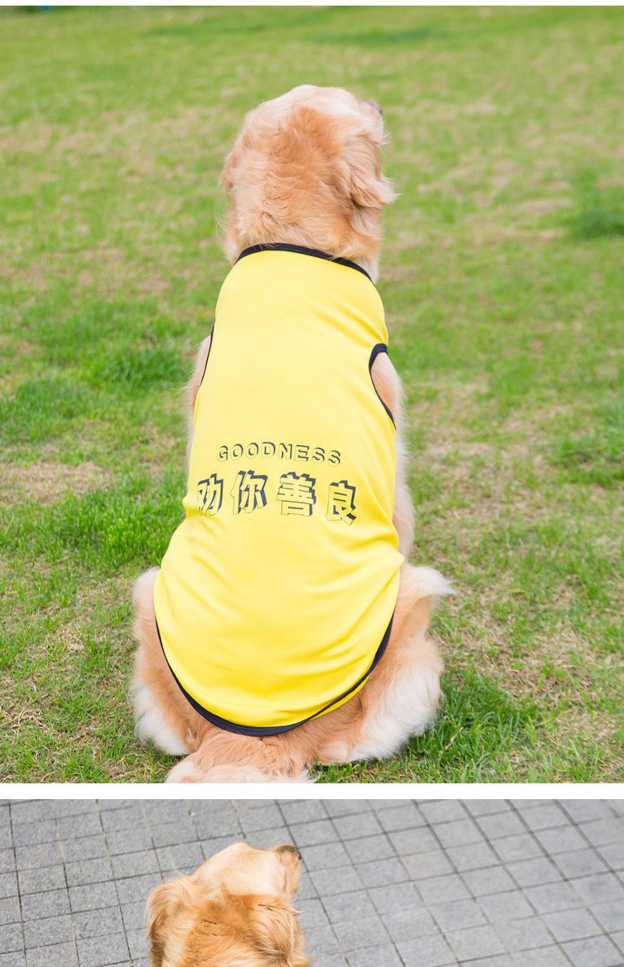 Big Dog Vest Spring and Summer Thin Breathable Golden Hair Samo Pet Two-legged T-shirt Sweater Medium Large Dog Clothes
