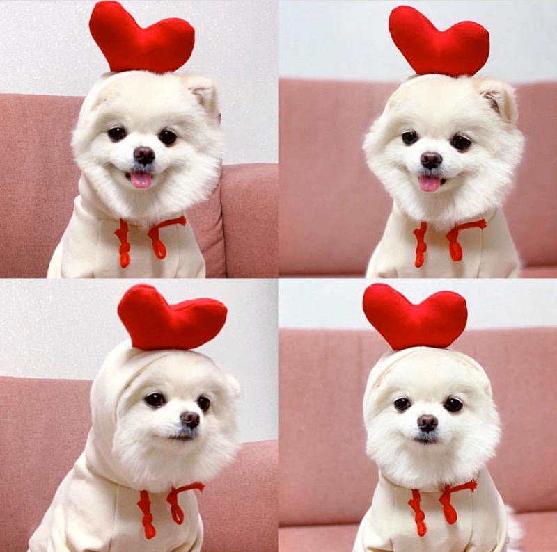Fruit Transformation Dog Cat Small Medium Large Dog Autumn Winter Sweater Fleece Clothing Supplies Pet Teddy Jarre Aero Bull