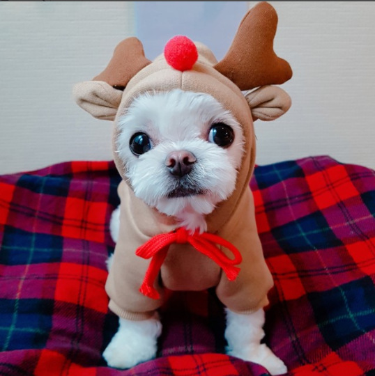 Fruit Transformation Dog Cat Small Medium Large Dog Autumn Winter Sweater Fleece Clothing Supplies Pet Teddy Jarre Aero Bull