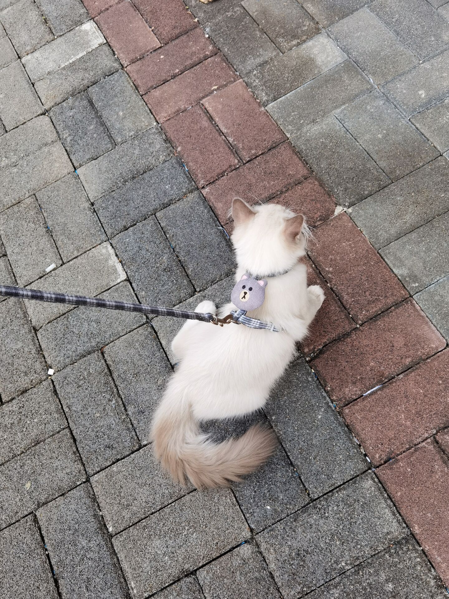 New Cat Pulling Rope I-Shaped Cat Chain Dog Leash Cute Bear Head Pet's Chest-Back Traction Belt Wholesale