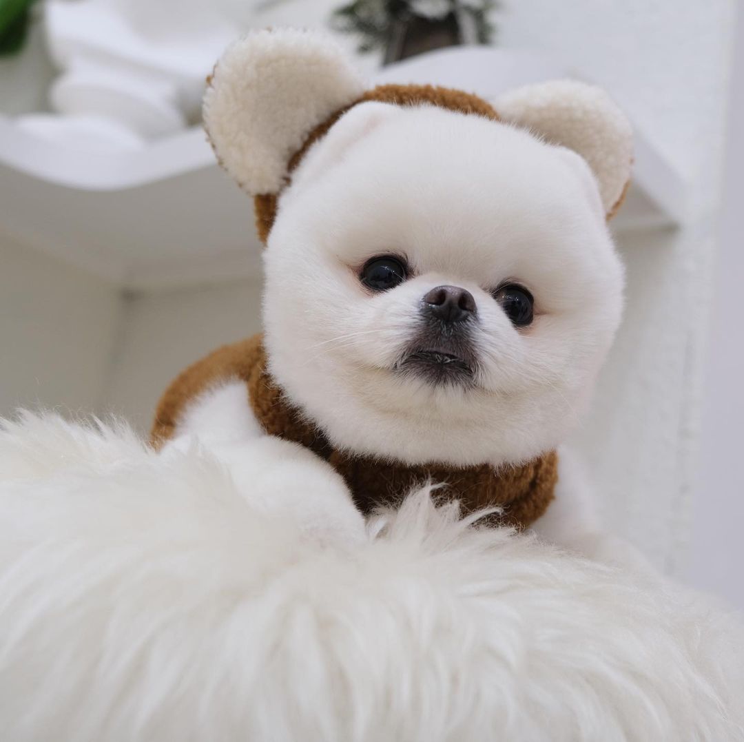Spot Ins Korean Bear Stand Ear Cap Chest Back Pet Dog Bichon Maltese Small Dog Hand Holding Rope Spot Ins Korean Bear Stand Ear Cap Chest Back Pet Dog Bichon Maltese Small Dog Hand Holding Rope