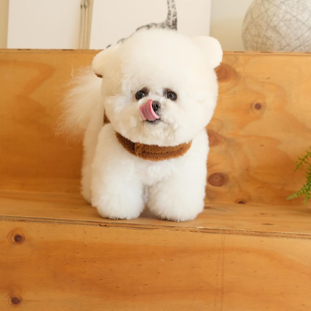 Spot Ins Korean Bear Stand Ear Cap Chest Back Pet Dog Bichon Maltese Small Dog Hand Holding Rope Spot Ins Korean Bear Stand Ear Cap Chest Back Pet Dog Bichon Maltese Small Dog Hand Holding Rope