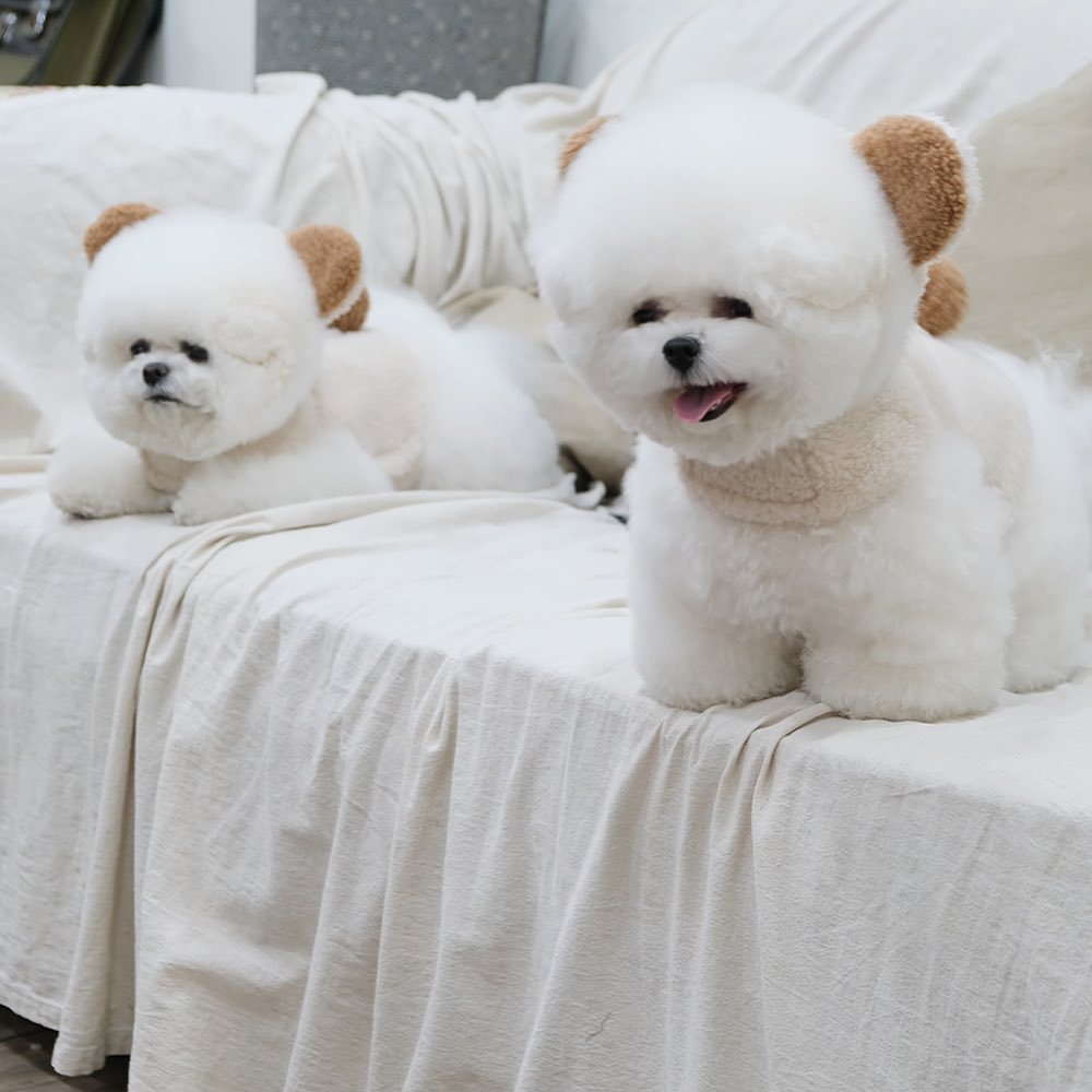 Spot Ins Korean Bear Stand Ear Cap Chest Back Pet Dog Bichon Maltese Small Dog Hand Holding Rope Spot Ins Korean Bear Stand Ear Cap Chest Back Pet Dog Bichon Maltese Small Dog Hand Holding Rope