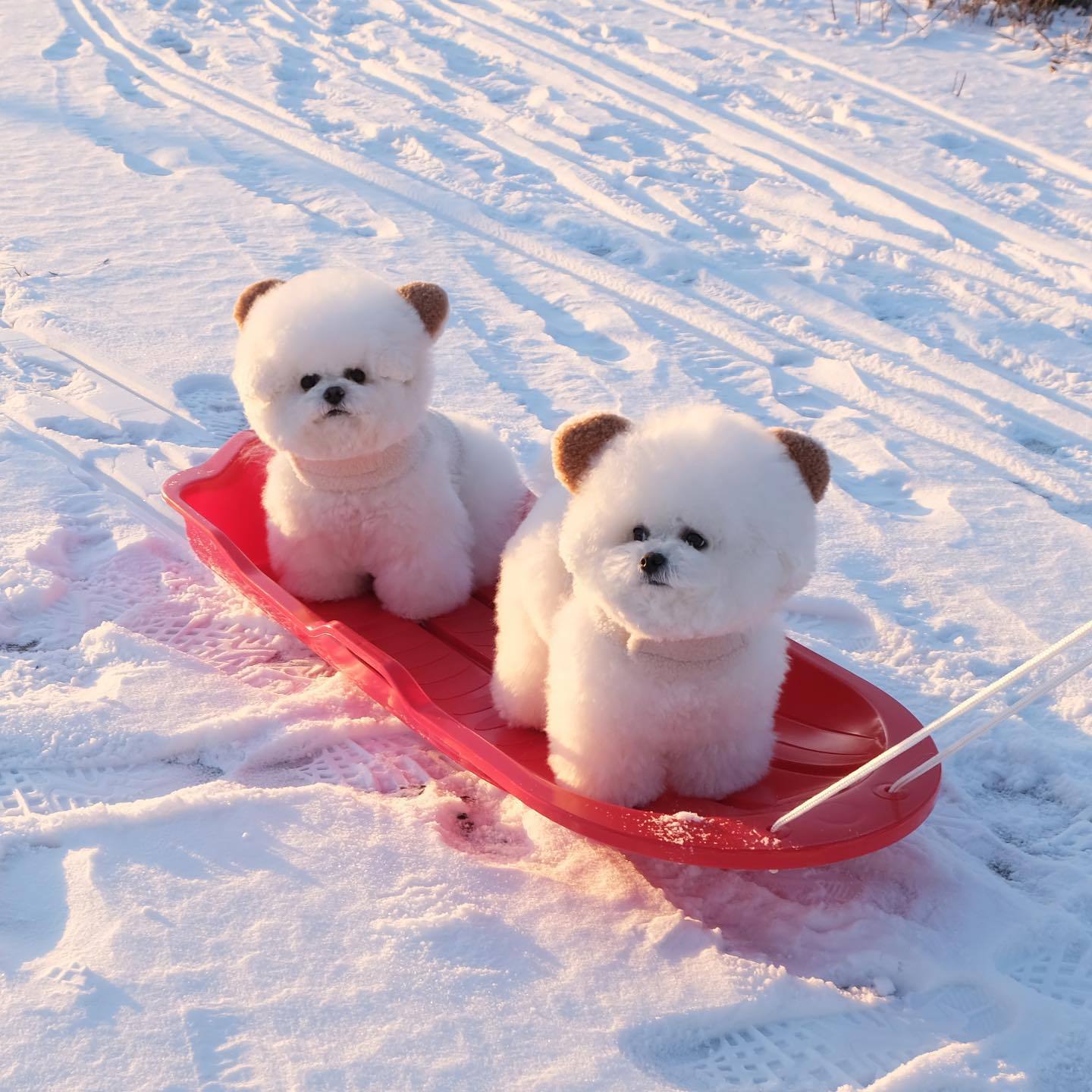 Spot Ins Korean Bear Stand Ear Cap Chest Back Pet Dog Bichon Maltese Small Dog Hand Holding Rope Spot Ins Korean Bear Stand Ear Cap Chest Back Pet Dog Bichon Maltese Small Dog Hand Holding Rope