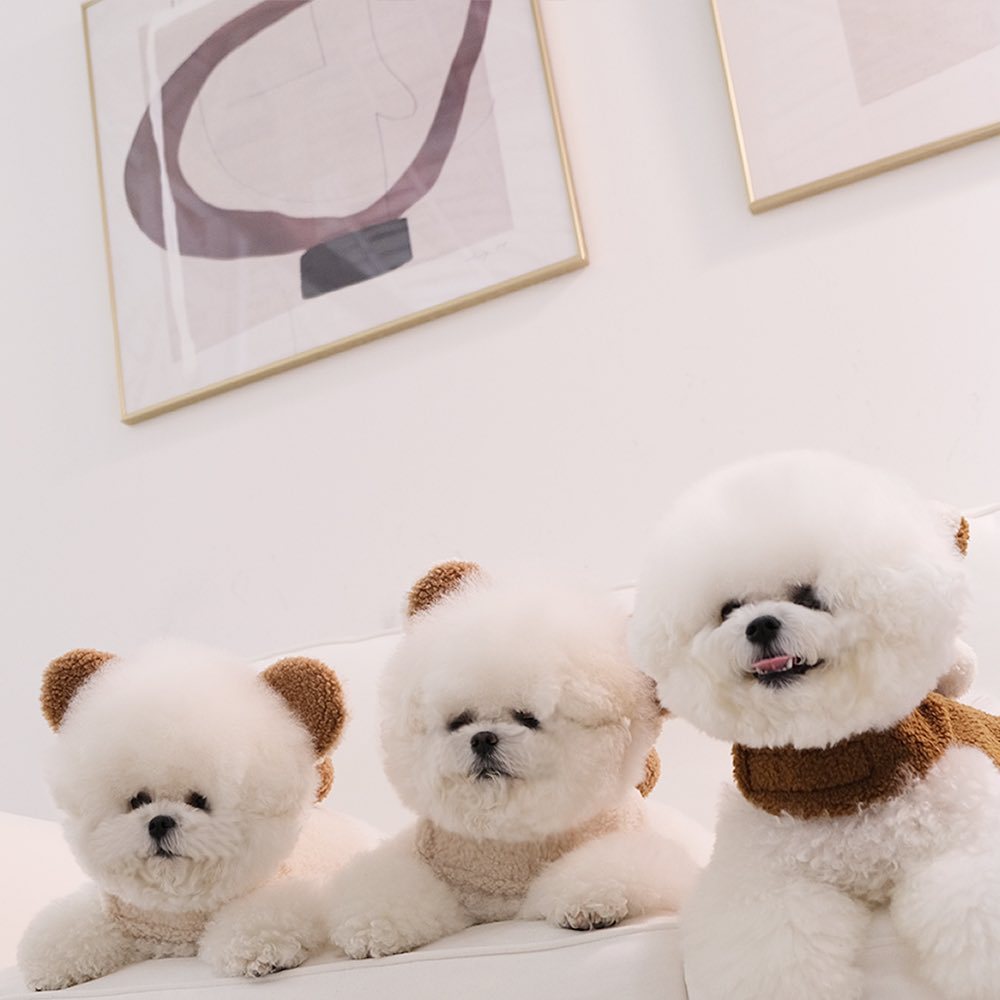 Spot Ins Korean Bear Stand Ear Cap Chest Back Pet Dog Bichon Maltese Small Dog Hand Holding Rope Spot Ins Korean Bear Stand Ear Cap Chest Back Pet Dog Bichon Maltese Small Dog Hand Holding Rope
