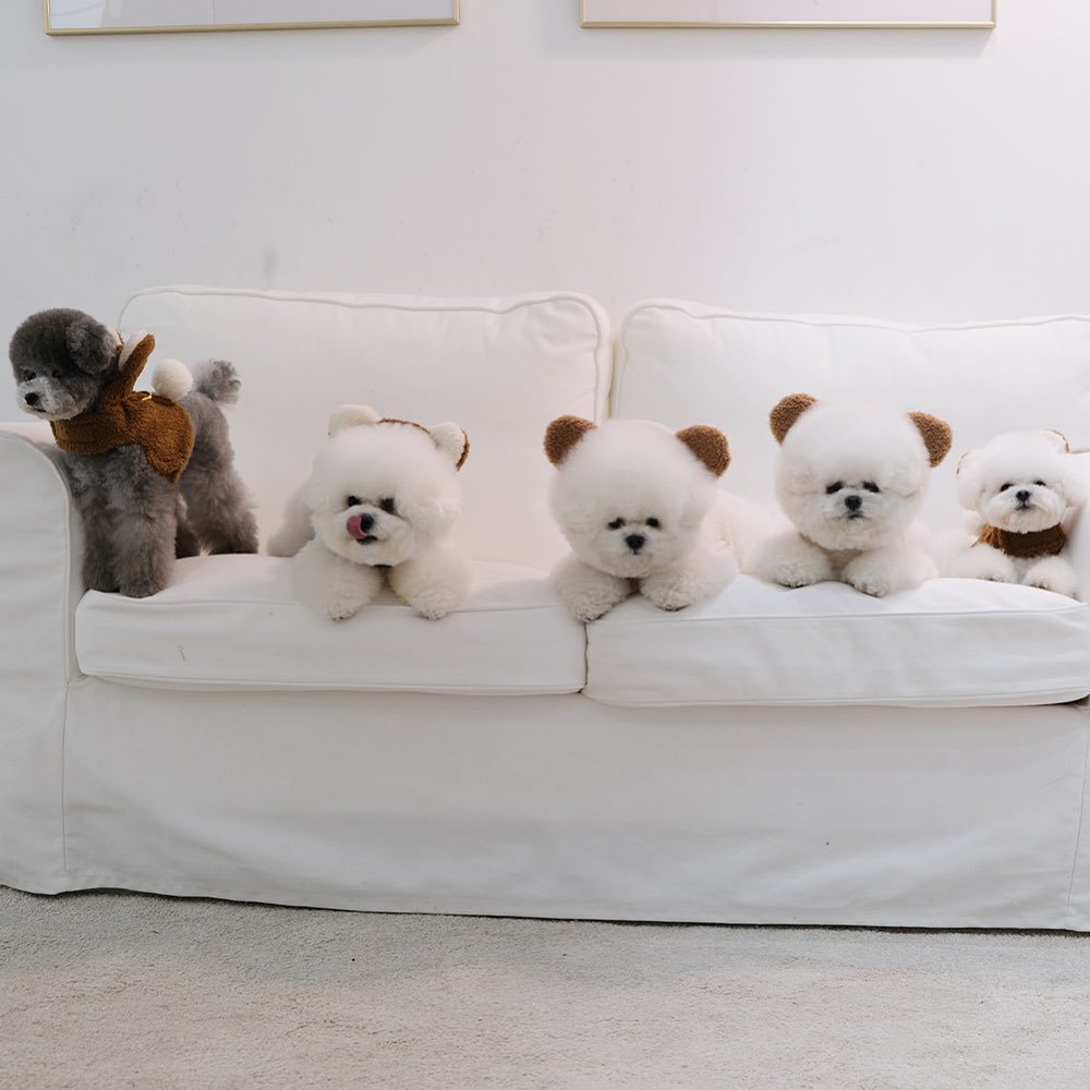 Spot Ins Korean Bear Stand Ear Cap Chest Back Pet Dog Bichon Maltese Small Dog Hand Holding Rope Spot Ins Korean Bear Stand Ear Cap Chest Back Pet Dog Bichon Maltese Small Dog Hand Holding Rope