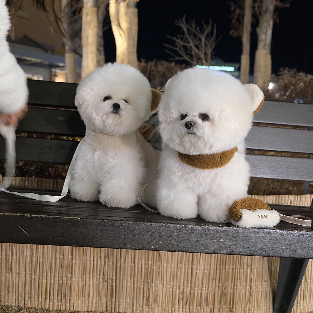 Spot Ins Korean Bear Stand Ear Cap Chest Back Pet Dog Bichon Maltese Small Dog Hand Holding Rope Spot Ins Korean Bear Stand Ear Cap Chest Back Pet Dog Bichon Maltese Small Dog Hand Holding Rope
