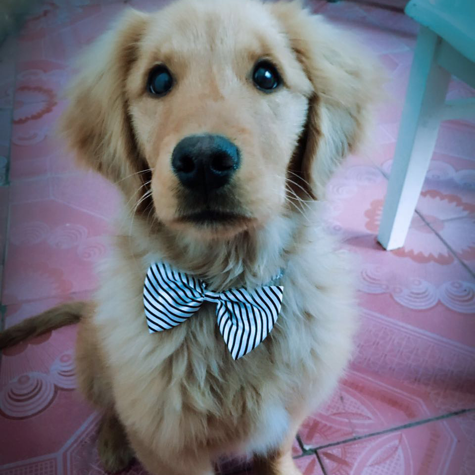 Factory Direct Sales Pet Tie Korean Style Cute Scarf Dog Cat Adjustable Bow Tie Collar