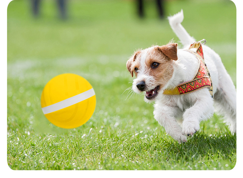 Amazon TikTok Cat Toy Electric Pet Ball USB Charging Dogs and Cats Toy Dormant Luminous Ball Manufacturer Amazon TikTok Cat Toy Electric Pet Ball USB Charging Dogs and Cats Toy Dormant Luminous Ball Manufacturer