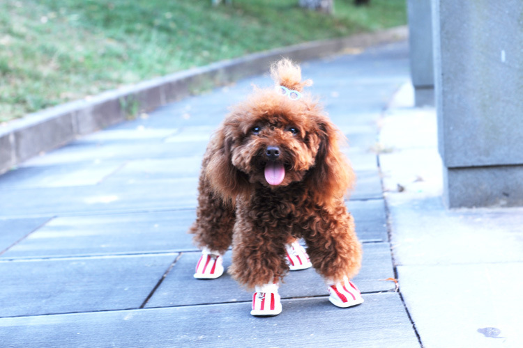 Spring/Summer Pet Shoes Summer New Non-Slip Soft Bottom Beef Tendon Bottom Breathable Mesh Dog Shoes Poodle Shoes Spring/Summer Pet Shoes Summer New Non-Slip Soft Bottom Beef Tendon Bottom Breathable Mesh Dog Shoes Poodle Shoes