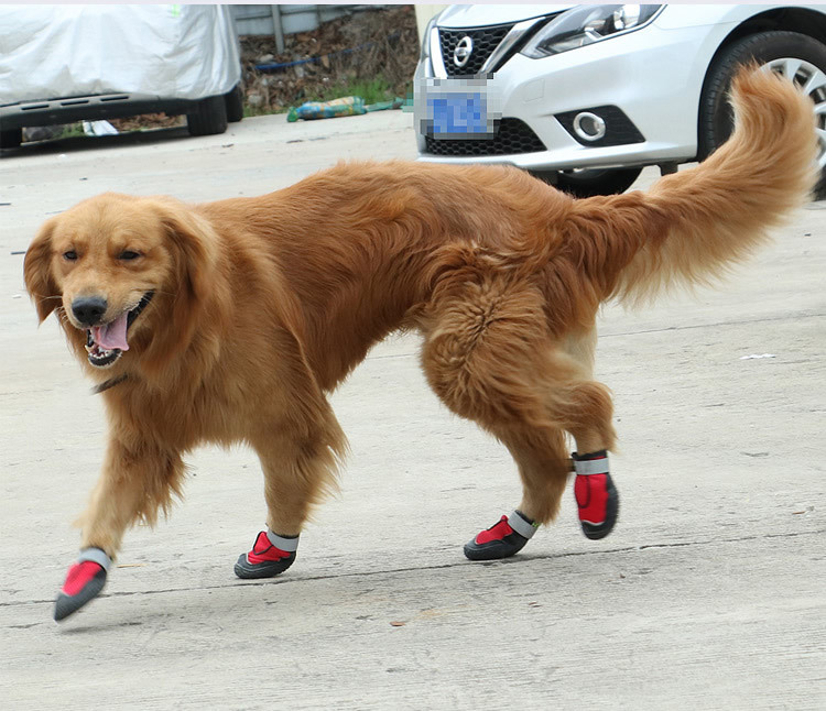 2019 new pet shoes wearables and breathable big dog shoes sold by amazon in Europe and America 2019 new pet shoes wearables and breathable big dog shoes sold by amazon in Europe and America
