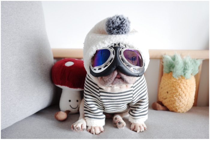 New Pet Clothes Dog Fall and Winter Clothes Pure Cotton Knitted Fleece Hooded Sweater French Bulldog Clothes Chenarui