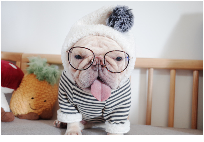 New Pet Clothes Dog Fall and Winter Clothes Pure Cotton Knitted Fleece Hooded Sweater French Bulldog Clothes Chenarui