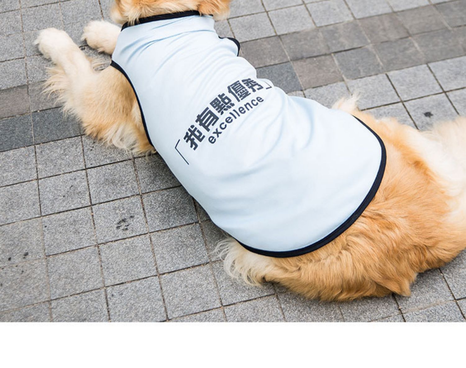 Big Dog Vest Spring and Summer Thin Breathable Golden Hair Samo Pet Two-legged T-shirt Sweater Medium Large Dog Clothes