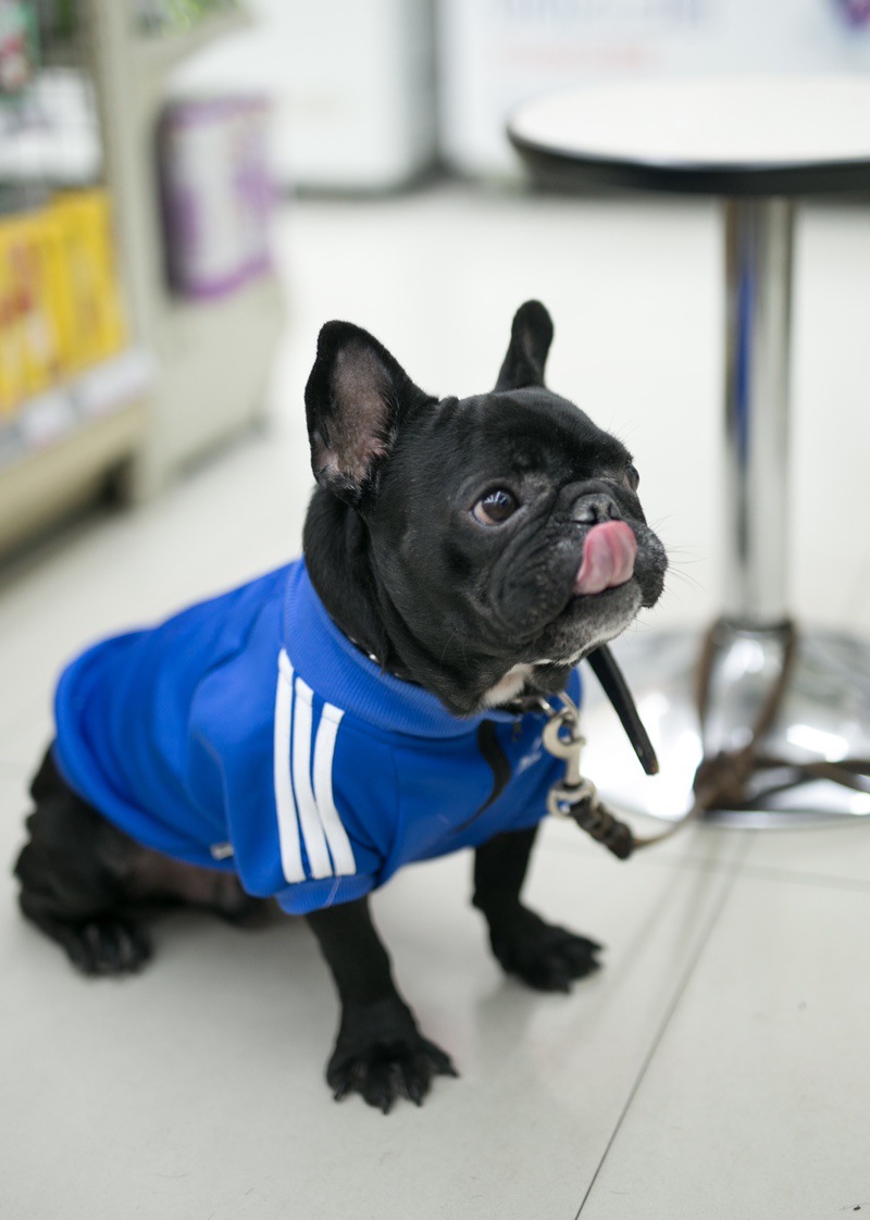 Keji Schenery Fadou Pet Popular Brand Three Bars Dog Pattern Sweater Spoof Autumn and Winter Sports Dog Clothes