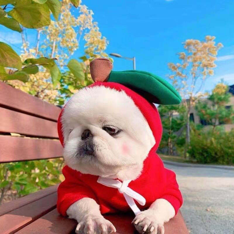 Fruit Transformation Dog Cat Small Medium Large Dog Autumn Winter Sweater Fleece Clothing Supplies Pet Teddy Jarre Aero Bull