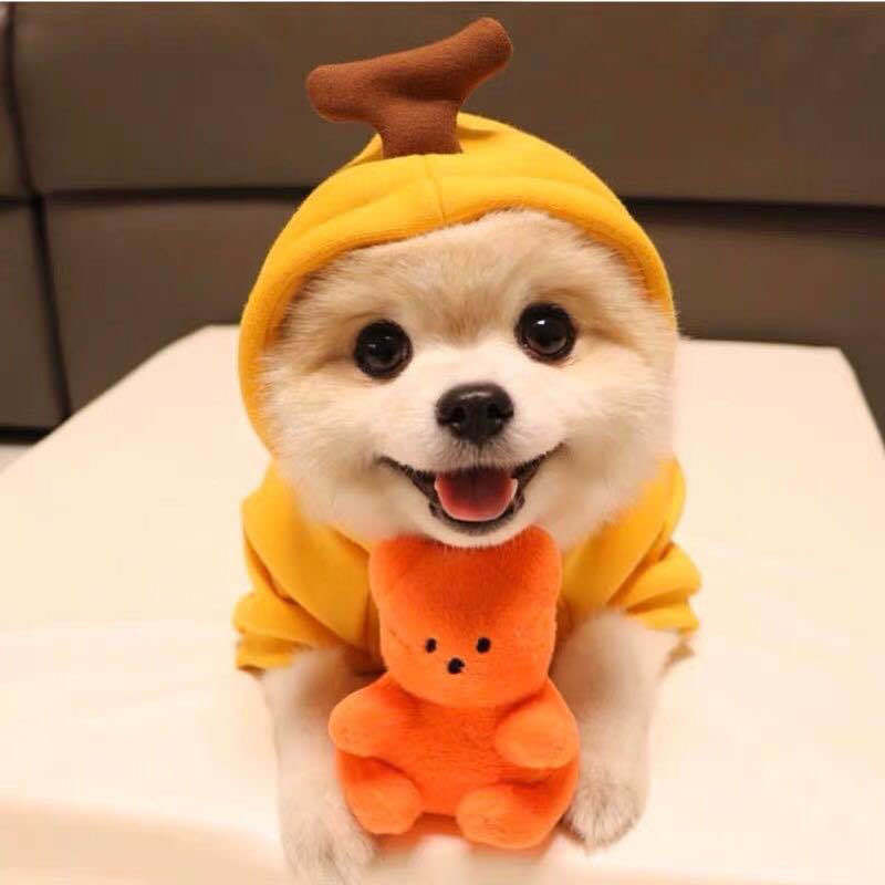 Fruit Transformation Dog Cat Small Medium Large Dog Autumn Winter Sweater Fleece Clothing Supplies Pet Teddy Jarre Aero Bull