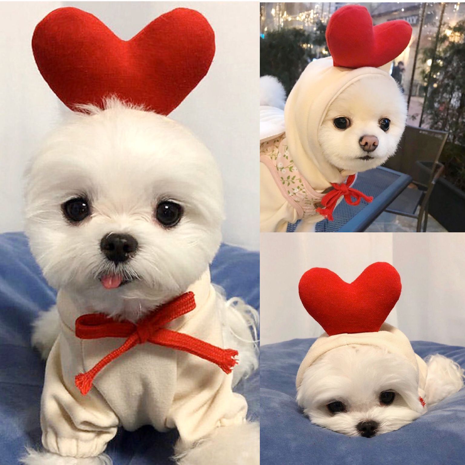 Fruit Transformation Dog Cat Small Medium Large Dog Autumn Winter Sweater Fleece Clothing Supplies Pet Teddy Jarre Aero Bull
