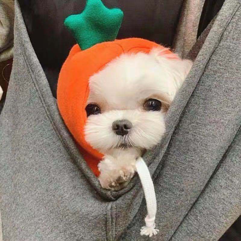 Fruit Transformation Dog Cat Small Medium Large Dog Autumn Winter Sweater Fleece Clothing Supplies Pet Teddy Jarre Aero Bull