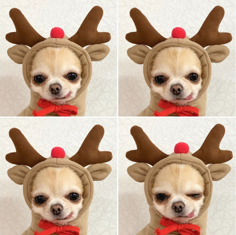 Fruit Transformation Dog Cat Small Medium Large Dog Autumn Winter Sweater Fleece Clothing Supplies Pet Teddy Jarre Aero Bull