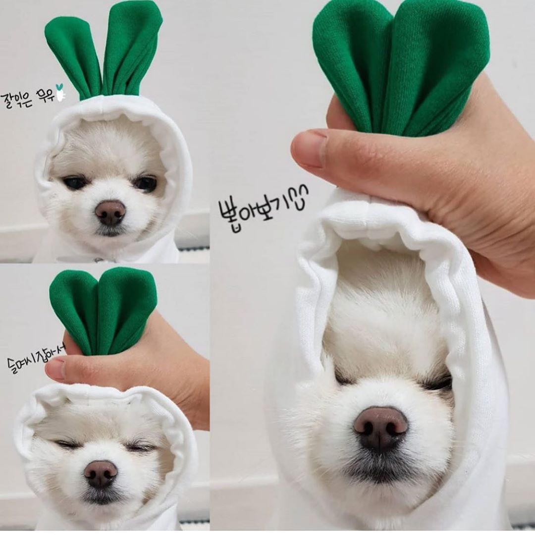 Fruit Transformation Dog Cat Small Medium Large Dog Autumn Winter Sweater Fleece Clothing Supplies Pet Teddy Jarre Aero Bull