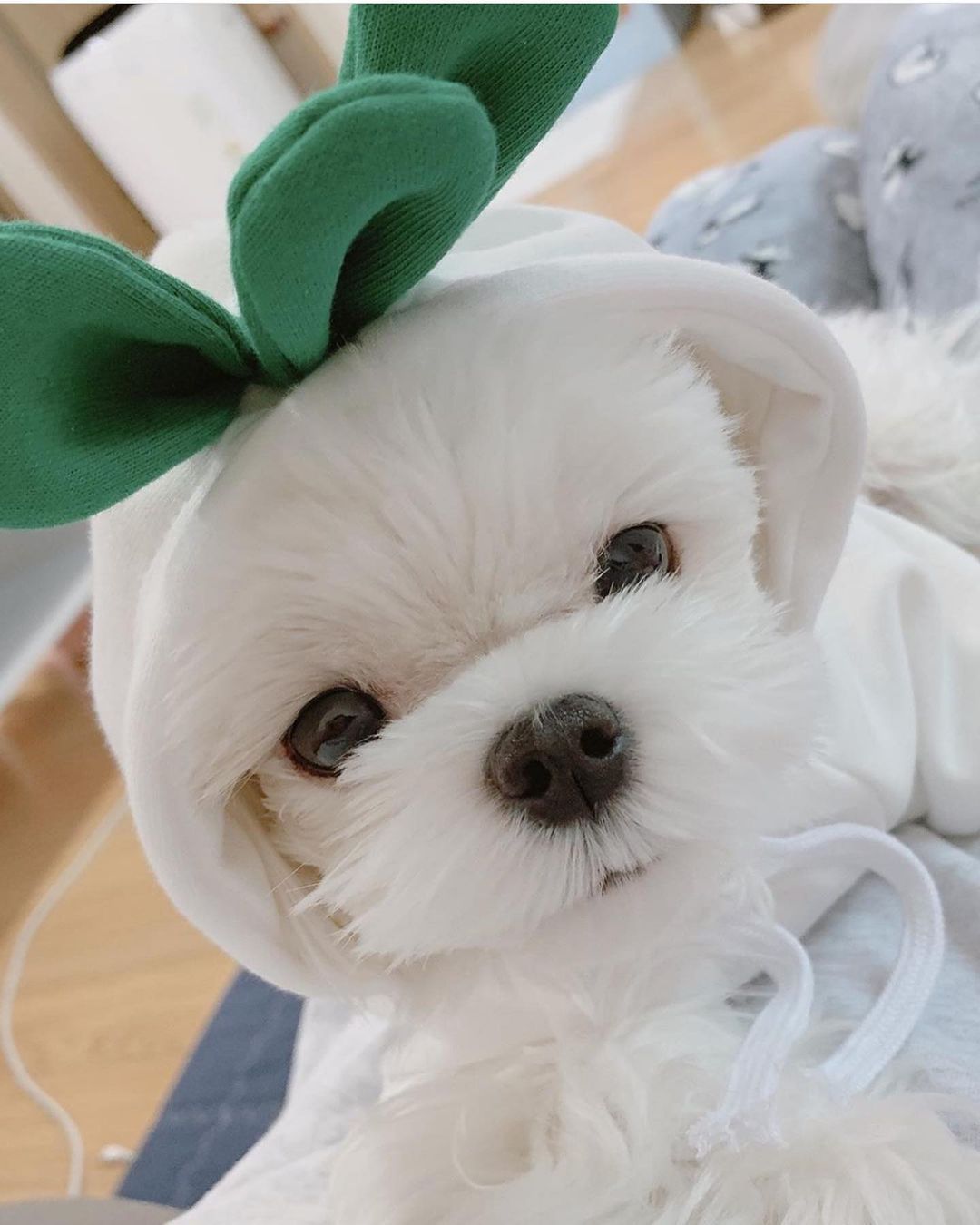 Fruit Transformation Dog Cat Small Medium Large Dog Autumn Winter Sweater Fleece Clothing Supplies Pet Teddy Jarre Aero Bull