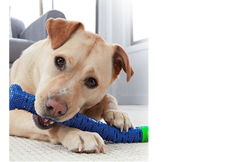 CHEWBRUSH, pet automatic toothbrush, tooth grinding stick, pet tooth grinding toy CHEWBRUSH, pet automatic toothbrush, tooth grinding stick, pet tooth grinding toy