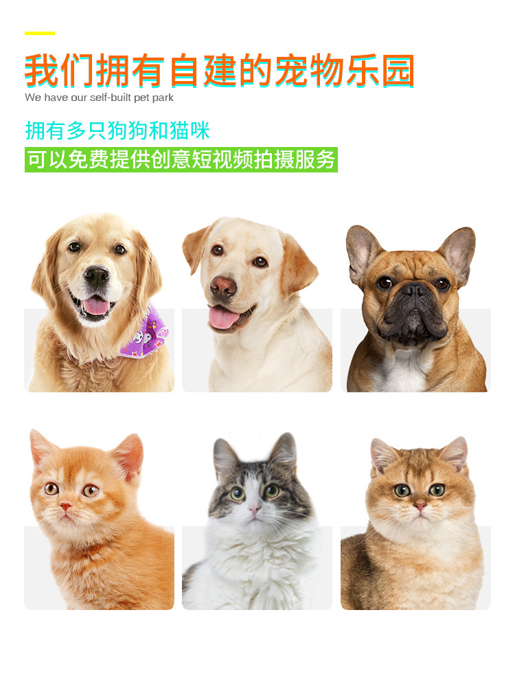 Cross-Border New Amazon Hot Dinosaur Egg Dog Molar Rod Bite-Resistant Glue Pet Supplies Dog Toothbrush Dog Toy