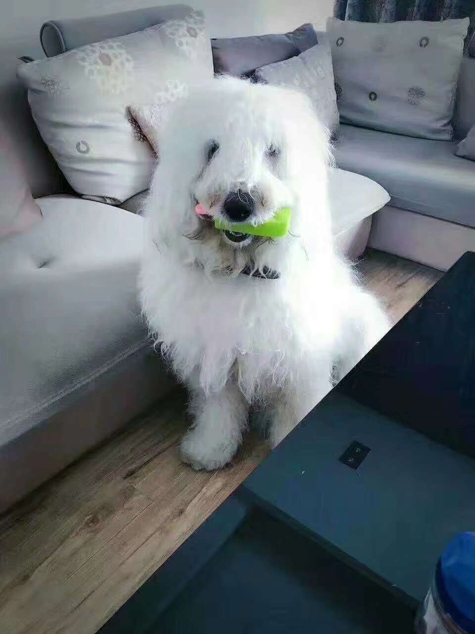 Manufacturer sells pet supplies pet toys dog dogs chew on frozen toys ice cream pet toys Manufacturer sells pet supplies pet toys dog dogs chew on frozen toys ice cream pet toys