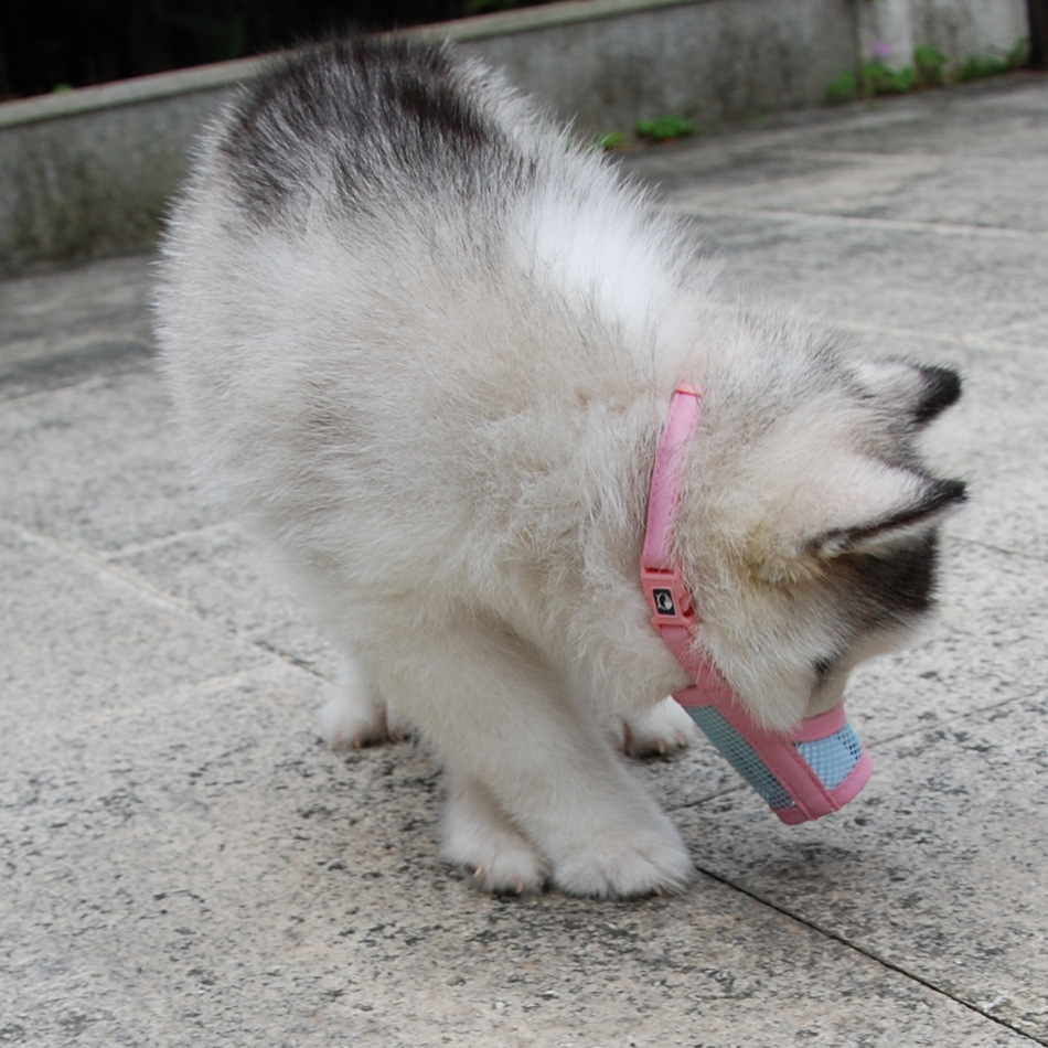 Cross-Border Currently Available Muzzle Dog Pet Anti-Bite Grid Pet Muzzle Your Dog Bark-Stop Muzzle Cross-Border Currently Available Muzzle Dog Pet Anti-Bite Grid Pet Muzzle Your Dog Bark-Stop Muzzle