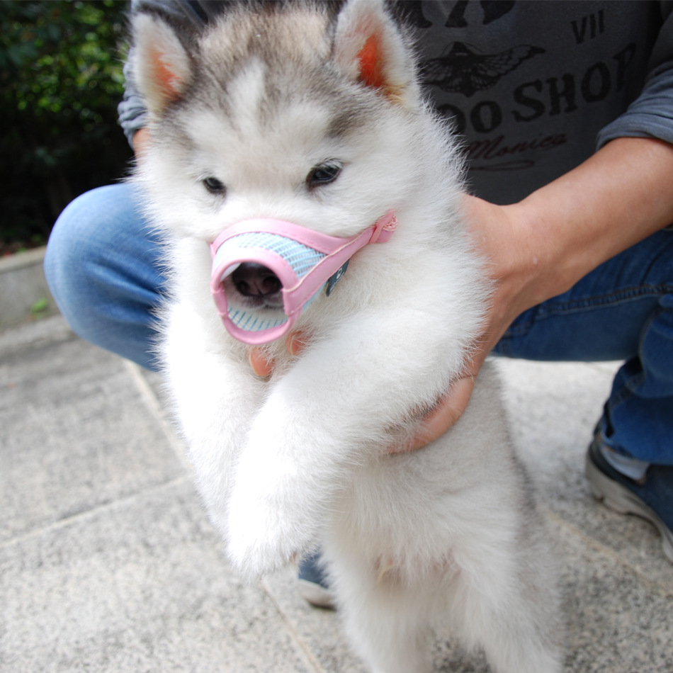 Cross-Border Currently Available Muzzle Dog Pet Anti-Bite Grid Pet Muzzle Your Dog Bark-Stop Muzzle Cross-Border Currently Available Muzzle Dog Pet Anti-Bite Grid Pet Muzzle Your Dog Bark-Stop Muzzle