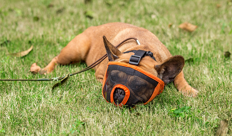 Factory Direct Sales Quality Bulldog Eye Mask Short Nasal Cavity Dog Mask Dog Anti-Bite/Anti-Bark Muzzle Factory Direct Sales Quality Bulldog Eye Mask Short Nasal Cavity Dog Mask Dog Anti-Bite/Anti-Bark Muzzle