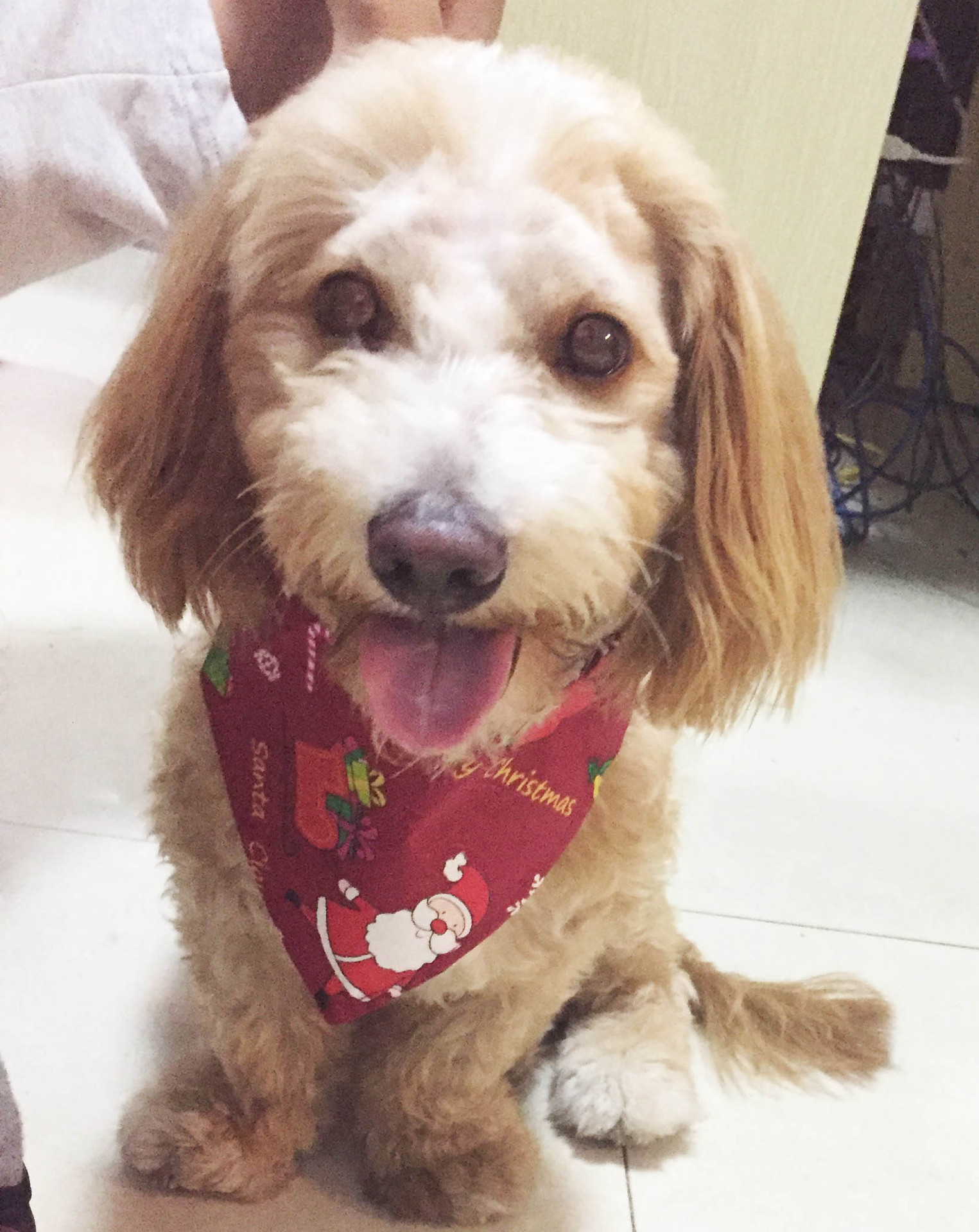 Cross-Border Amazon Christmas Pet's Saliva Towel Pure Cotton Triangle Scarf Dog Scarf Cat Scarf Jewelry Cross-Border Amazon Christmas Pet's Saliva Towel Pure Cotton Triangle Scarf Dog Scarf Cat Scarf Jewelry