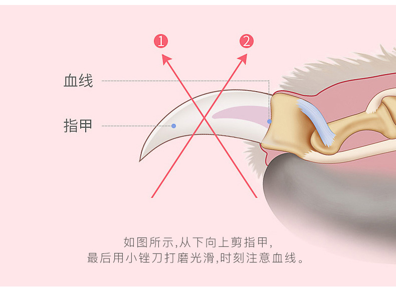 Dog Cat Nail Beauty Stainless Steel Cat and Dog Nail Clippers Pet Nail Clipper Cat and Dog Nail Clippers Set Dog Cat Nail Beauty Stainless Steel Cat and Dog Nail Clippers Pet Nail Clipper Cat and Dog Nail Clippers Set